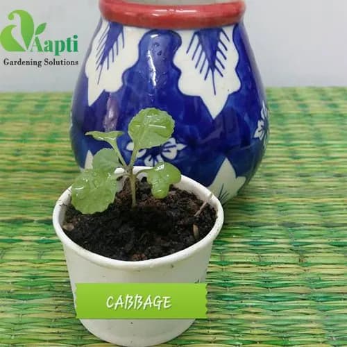 Cabbage Saplings