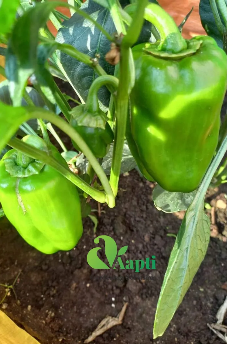 Capsicum Saplings