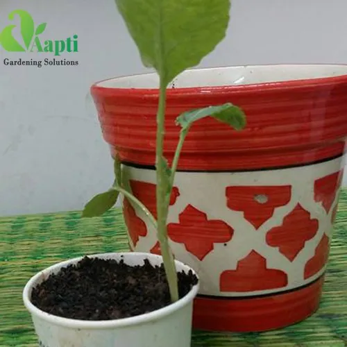 Cauliflower saplings