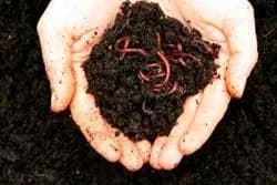 Goat Manure- 1 Kg