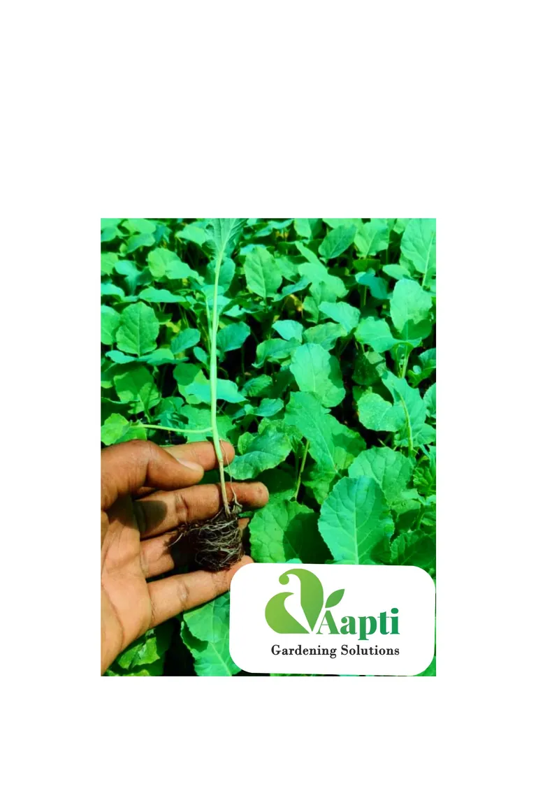 Purple Brinjal Saplings