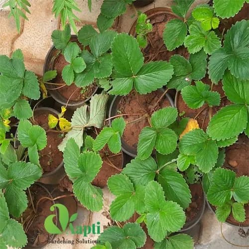 Strawberry Saplings