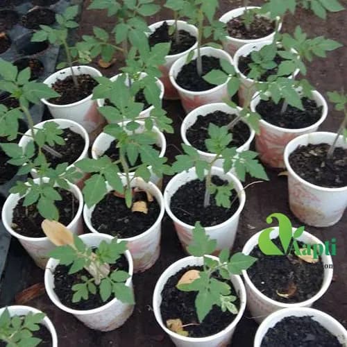 Tomato Saplings