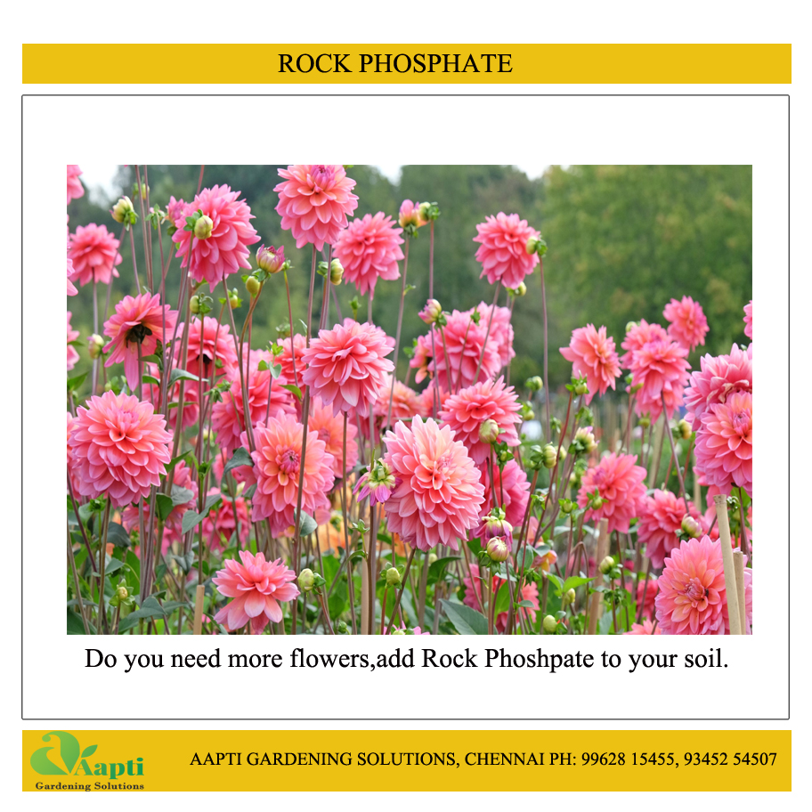 Rock Phosphate - 1 Kg