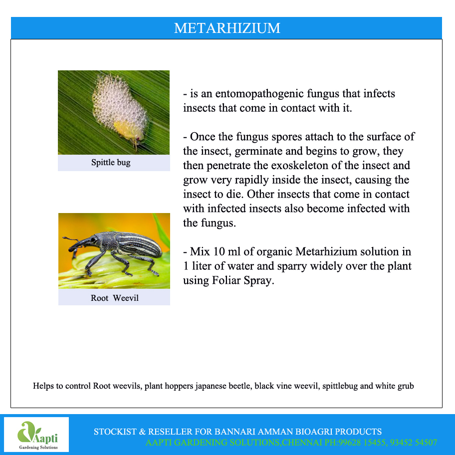 Metarhizium Anisopliae - 1 Kg - Bannari Amman - Image 2