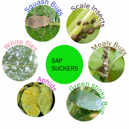 Sap Sucking Pests