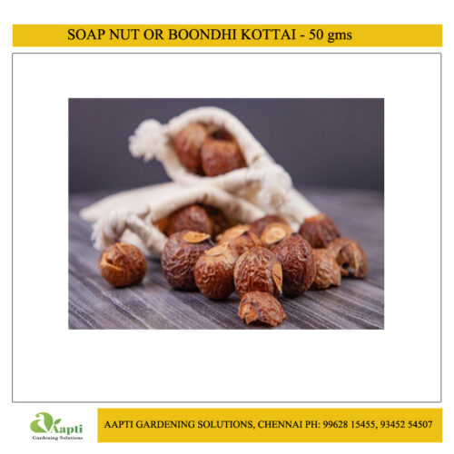 Boondhi Kottai or Soap Nut