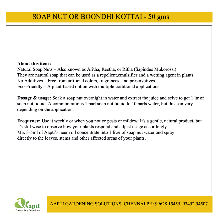 Boondhi Kottai or Soap Nut - Image 2