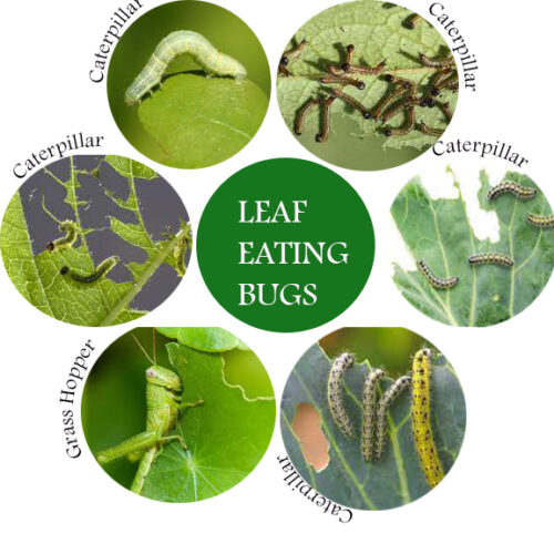 Leaf Eating Pests