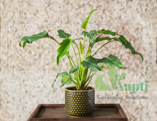 Ceramic Pot with Live Plant