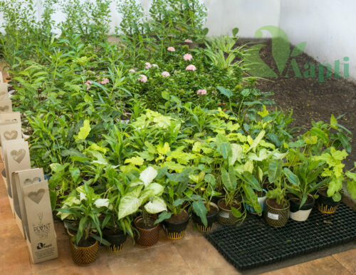 Ceramic Pot with Live Plant - Image 2