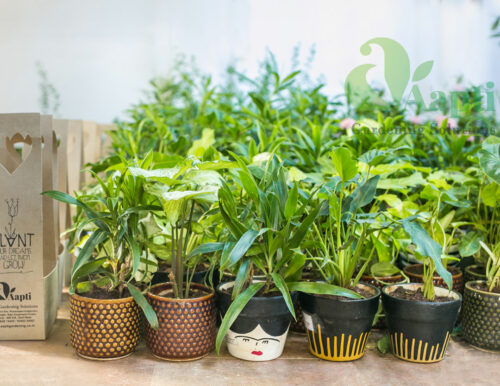 Ceramic Pot with Live Plant - Image 3