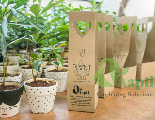 Ceramic Pot with Live Plant - Image 4