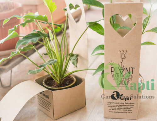 Ceramic Pot with Live Plant - Image 5