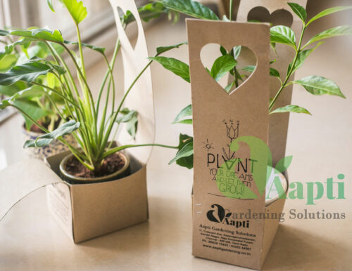 Ceramic Pot with Live Plant - Image 6