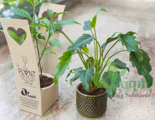 Ceramic Pot with Live Plant - Image 7
