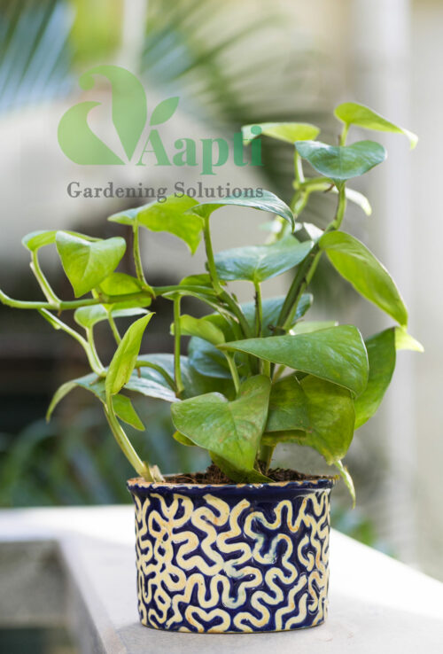 Ceramic Pot with Live Plant - Image 9