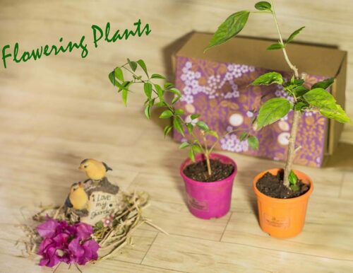 Aapti's Live Plants - Flowering Plants