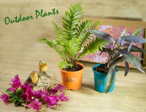 Aapti's Live Plants - Outdoor