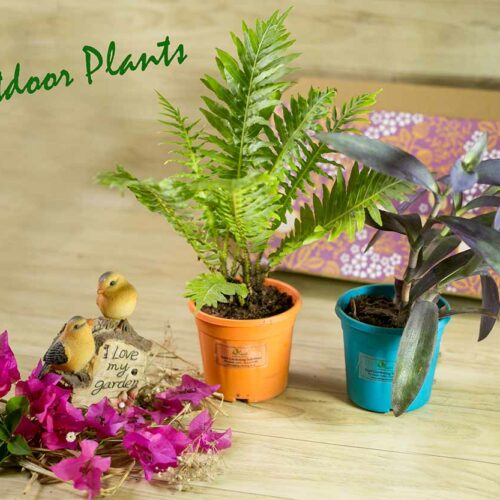 Aapti's Live Plants - Outdoor
