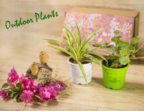 Aapti's Live Plants - Outdoor - Image 3