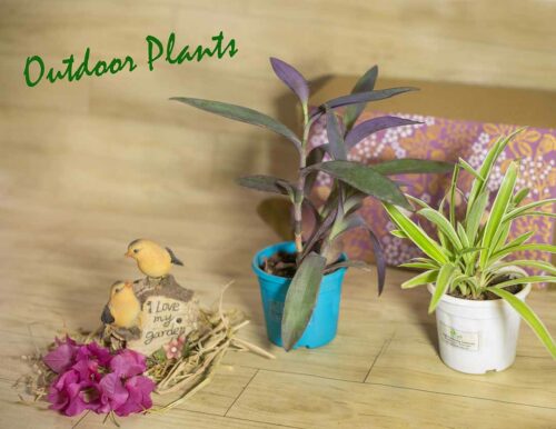 Aapti's Live Plants - Outdoor - Image 2